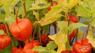 Physalis alkekengi var. franchetii