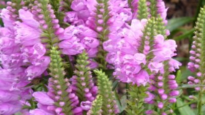 Physostegia virginiana 'Bouquet Rose'