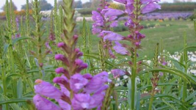 Physostegia virginiana 'Red Beauty'