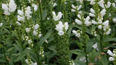 Physostegia virginiana 'Summer Snow'