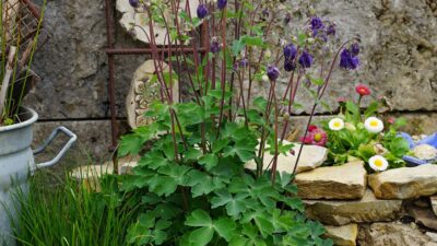 Aquilegia vulgaris