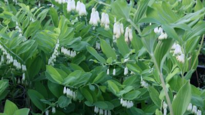 Polygonatum biflorum (commutatum)
