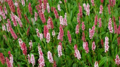 Persicaria affinis 'Darjeeling Red'
