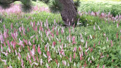 Persicaria affinis 'Superba'