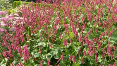Persicaria amplexic. 'Atropurpurea'