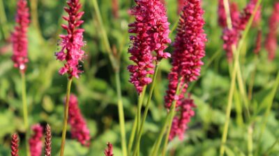 Persicaria amplexic. 'Speciosa'
