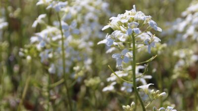 Arabis ferdinandi-coburgii 'Variegata'