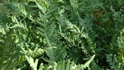Polypodium vulgare