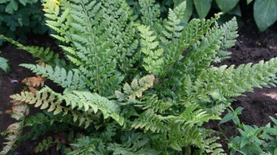 Polystichum aculeatum