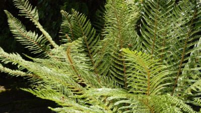 Polystichum setiferum 'Herrenhausen'