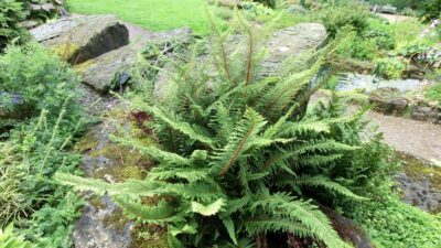 Polystichum setif. 'Plumosum Densum'
