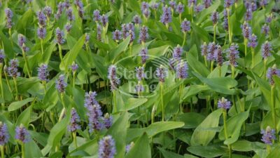Pontederia cordata