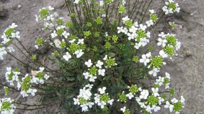 Arabis procurrens