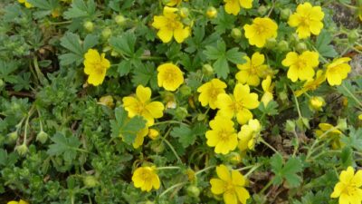 Potentilla neumanniana