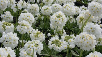 Primula denticulata 'Alba'