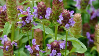 Prunella vulgaris