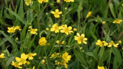 Ranunculus flammula