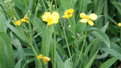 Ranunculus lingua