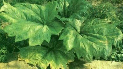 Rheum palmatum var. tanguticum