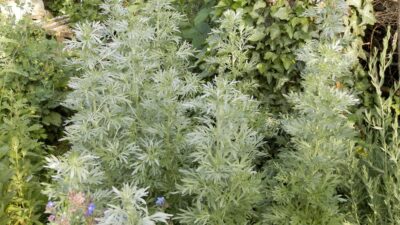Artemisia absinthium