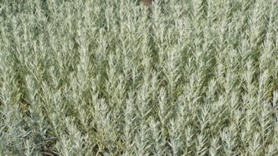 Artemisia ludoviciana 'Silver Queen'