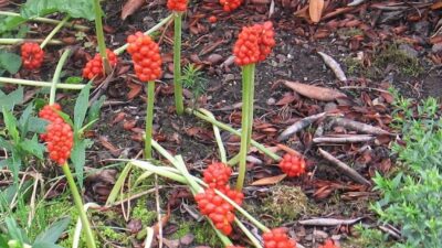 Arum italicum