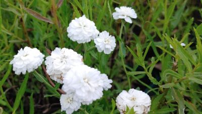 Achillea ptarmica