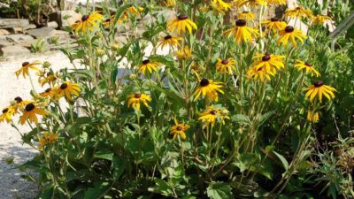 Rudbeckia fulgida var. deamii