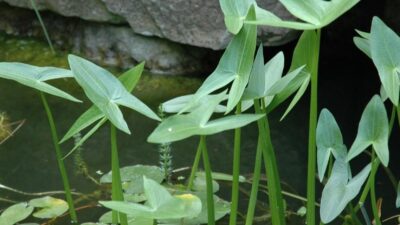 Sagittaria sagittifolia