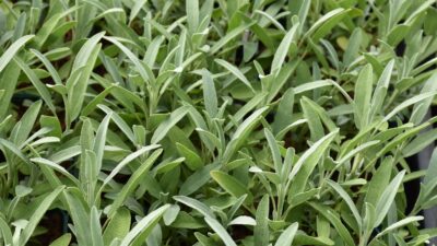 Salvia lavandulifolia