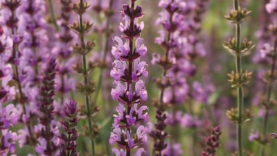 Salvia nemorosa 'Amethyst'