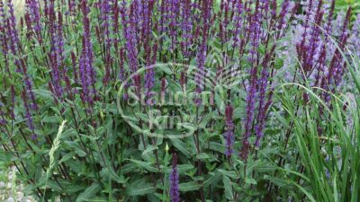 Salvia nemorosa 'Tänzerin'
