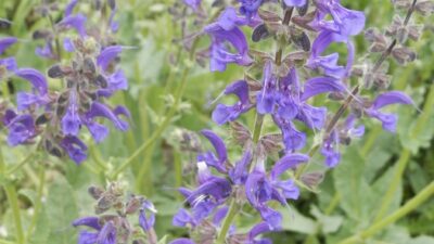 Salvia pratensis