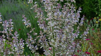 Salvia sclarea