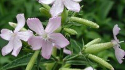 Saponaria officinalis