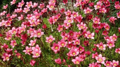 Saxifraga x arendsii 'Purpurmantel'