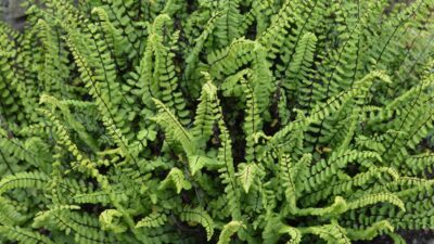 Asplenium trichomanes