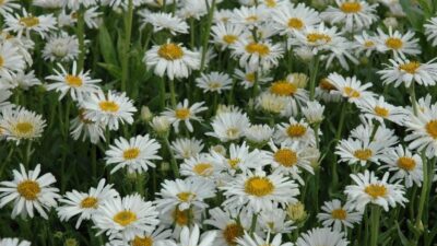 Aster alpinus 'Albus'