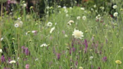 Scabiosa ochroleuca