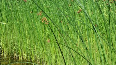 Schoenoplectus lacustris
