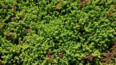 Sedum sexangulare