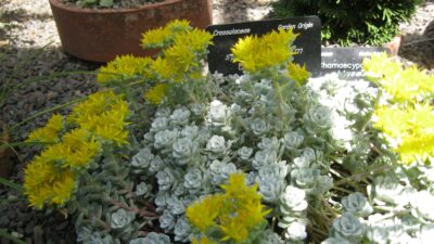 Sedum spathulifolium 'Cape Blanco'