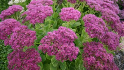 Sedum spectabile 'Brillant'