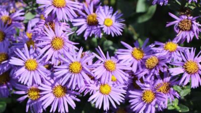 Aster amellus 'Glücksfund'