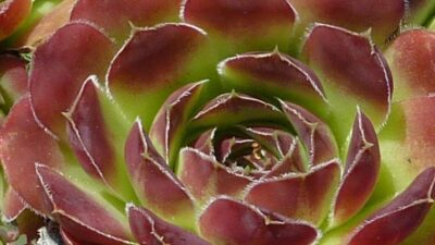 Sempervivum tectorum