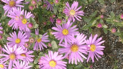 Aster amellus 'Lady Hindlip'