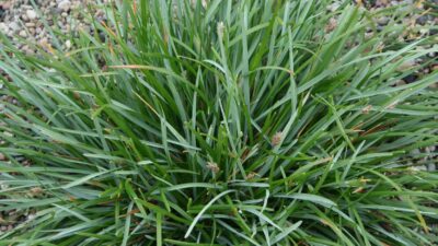 Sesleria caerulea