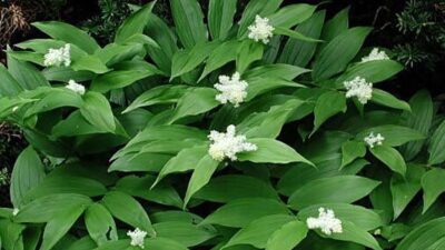 Maianthemum racemosum