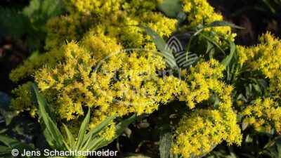 Solidago x cult. 'Laurin'
