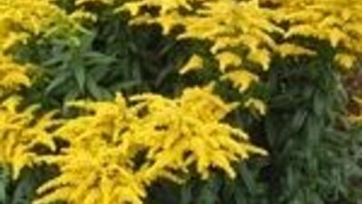 Solidago x cult. 'Strahlenkrone'